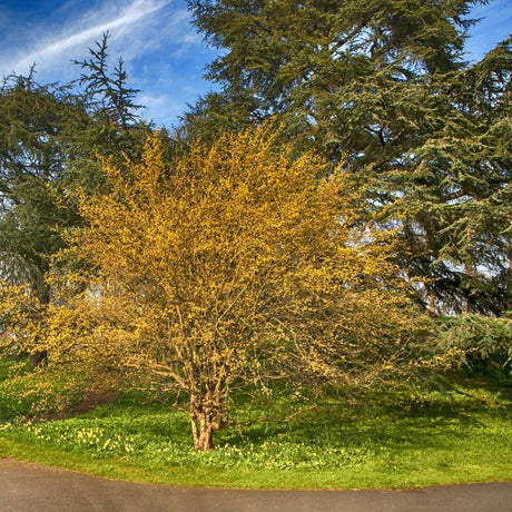 Cornelian Cherry