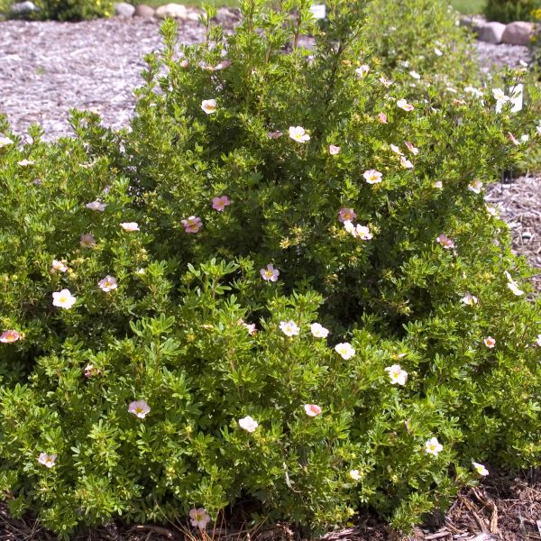 Pink Beauty Potentilla