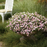 Cherry Blossom Superbells Calibrachoa