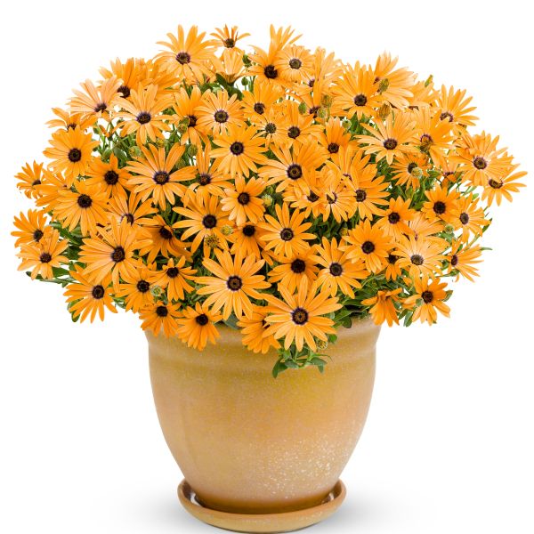 Orange Symphony Osteospermum