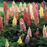 Russell Hybrid Lupines