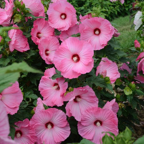 Airbrush Effect Hardy Hibiscus