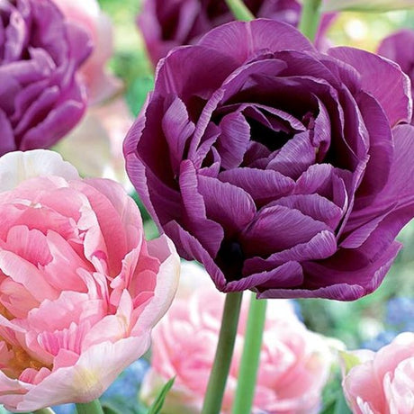 Double Delight Tulip Mix