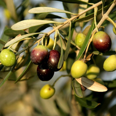 Mission Olive Tree