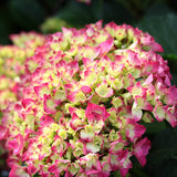 Cityline&reg; Paris Bigleaf Hydrangea