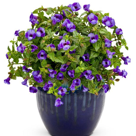 Torenia Summer Wave Blue