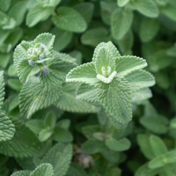 Six Hills Giant Catmint