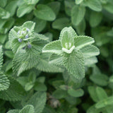 Six Hills Giant Catmint