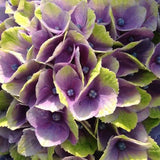 Everlasting&trade; Amethyst Hydrangea