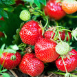 Eversweet Strawberry Plant