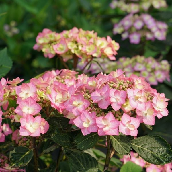 Proven Winner&reg; Color Choice&reg; Let's Dance&reg; Can Do&trade; Hydrangea