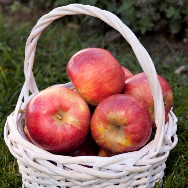 Fireside Apple Tree