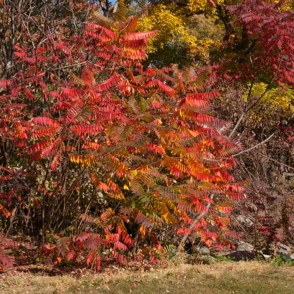 Smooth Sumac