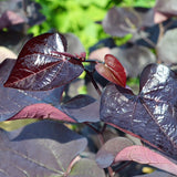 Black Pearl&trade; Redbud