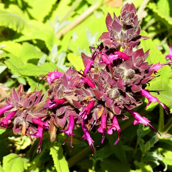 Hummingbird Sage