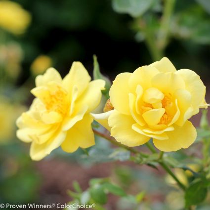 Oso Easy&reg; Lemon Zest&reg; Rose