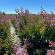 Catawba Crape Myrtle