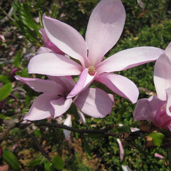 Betty Magnolia Shrub