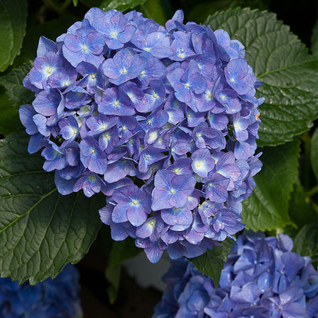 Cityline&reg; Rio Bigleaf Hydrangea