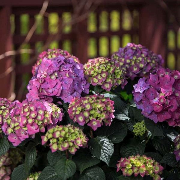 Endless Summer&reg; Summer Crush&reg; Bigleaf Hydrangea