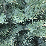 Concolor Fir