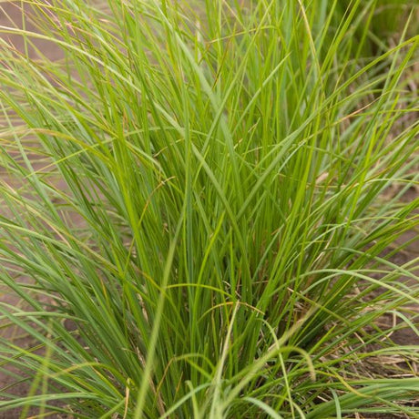 Autumn Moor Grass