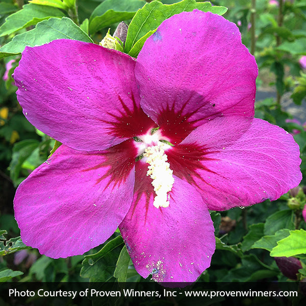 Proven Winners&reg; ColorChoice&reg; Lil' Kim&reg; Violet Rose of Sharon