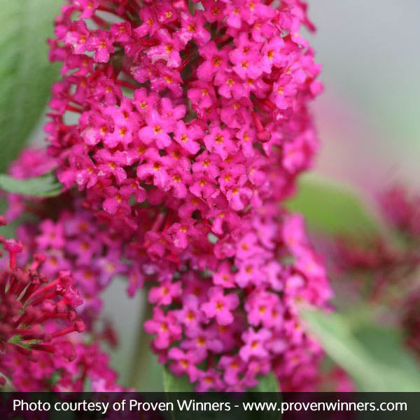 Miss Molly Butterfly Bush