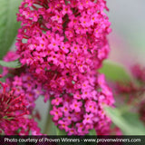 Miss Molly Butterfly Bush