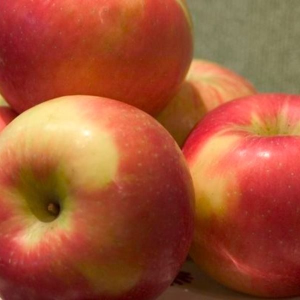 Red Baron Apple Tree