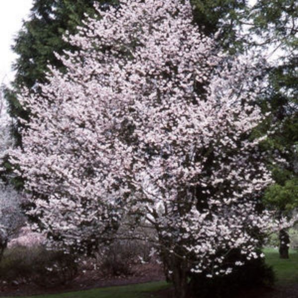 Sargent Cherry Tree