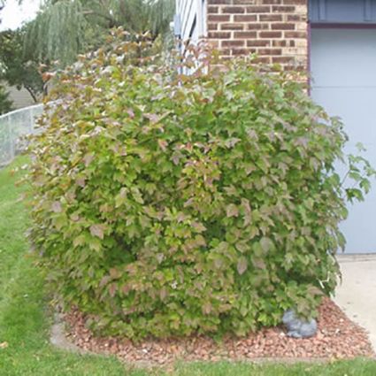 Spring Red Compact Cranberrybush Viburnum