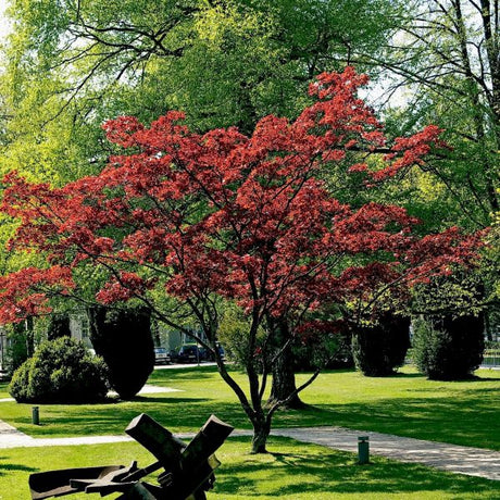 Dwarf Japanese Maple