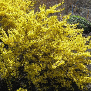 Magical® Gold Forsythia