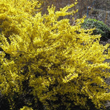 Magical® Gold Forsythia