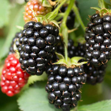 Triple Crown Thornless Blackberry Bush