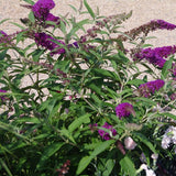 Buzz&trade; Purple Butterfly Bush