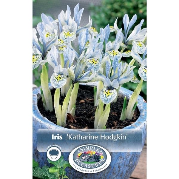 Katharine Hodgkin Dwarf Iris