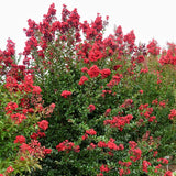 First Editions&reg; Ruffled Red Magic&trade; Crape Myrtle