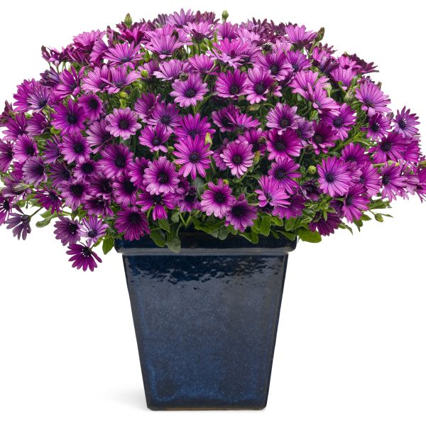 Soprano Purple Daisy