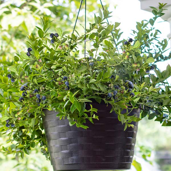 Bushel & Berry&reg; Midnight Cascade&reg; Bush