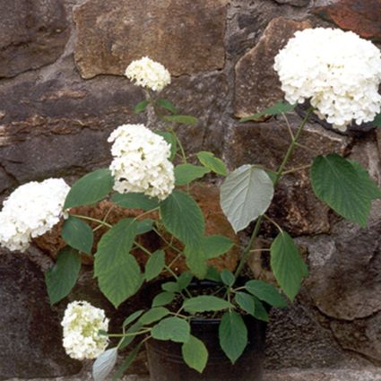 Samantha Hydrangea