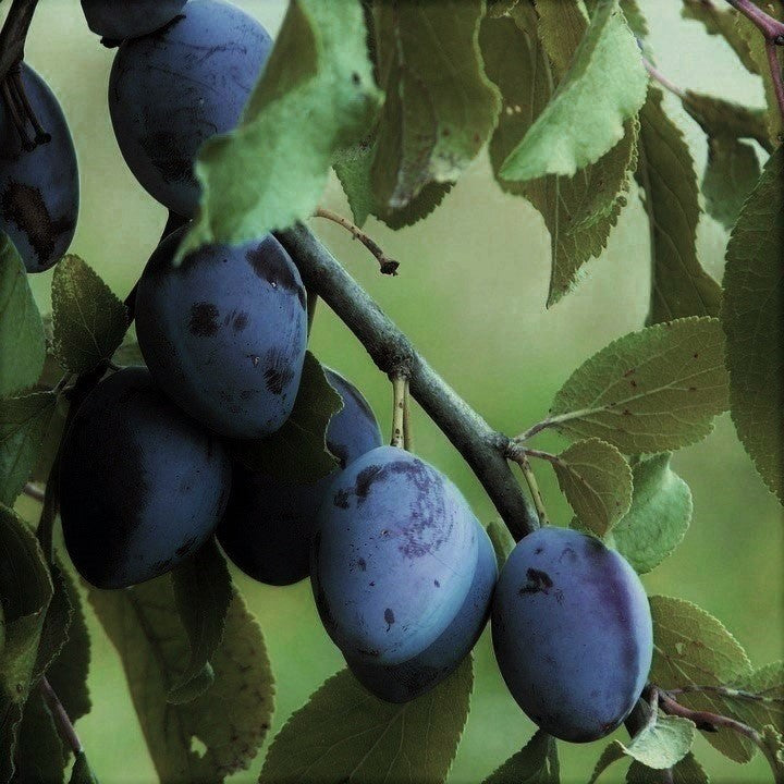 Early Italian Plum Tree