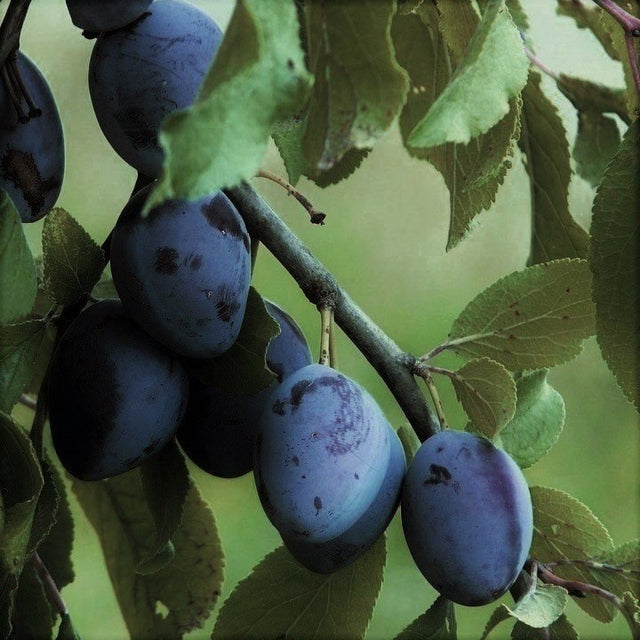 Early Italian Plum Tree