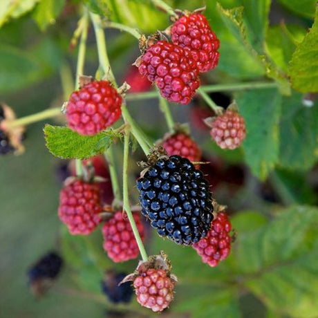 Bushel and Berry&reg; Baby Cakes&reg; Blackberry Bush