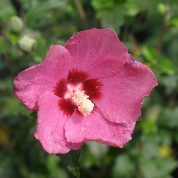 Proven Winners&reg; ColorChoice&reg; Lil' Kim&reg; Red Rose of Sharon