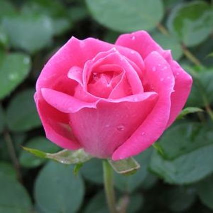 Pink Double Knock Out&reg; Rose