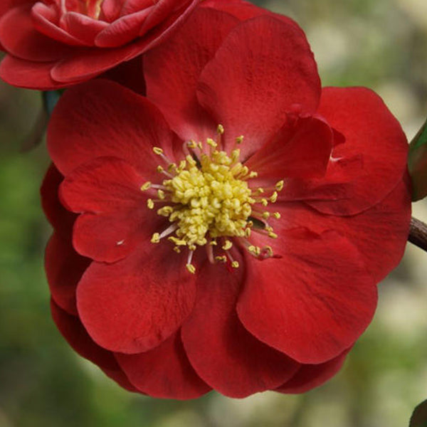 Proven Winners&reg; Color Choice&reg; Double Take&trade; Scarlet Quince