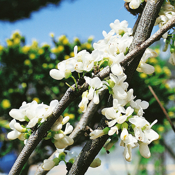 Vanilla Twist Weeping Redbud