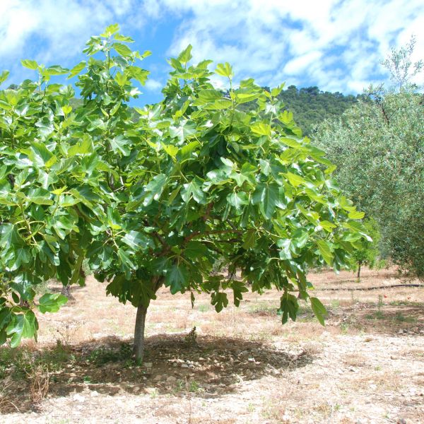 Celeste Fig Tree